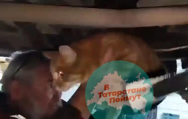 Сюрприз для автослесаря: в Челнах спасли застрявшего в машине котика - видео