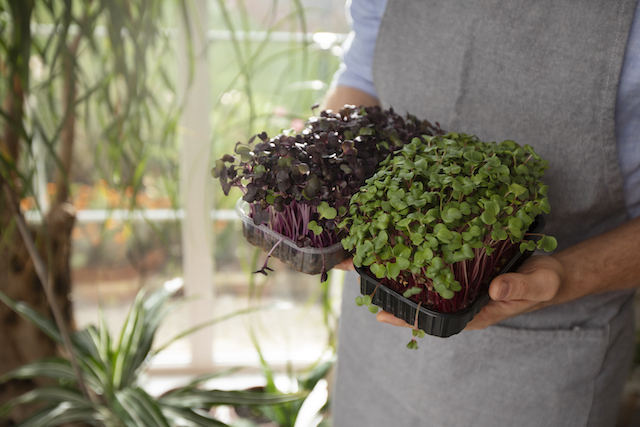 Садоводам Татарстана назвали признаки «голодания» рассады