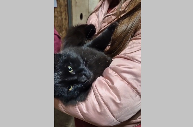 В Татарстане спасли брошенных в мешке на обочине котов