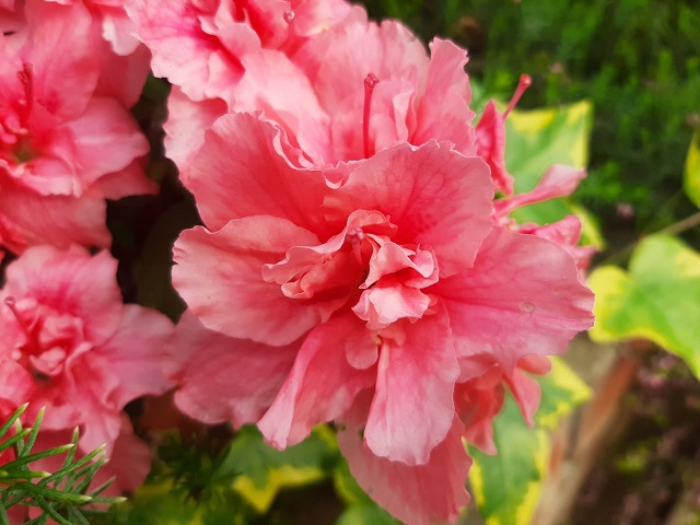 Азалия и камелия распустились в Казани в марте