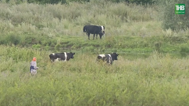 Бешенство в Татарстане: если вирус вовремя не обнаружить – он может убить и домашних животных, и человека