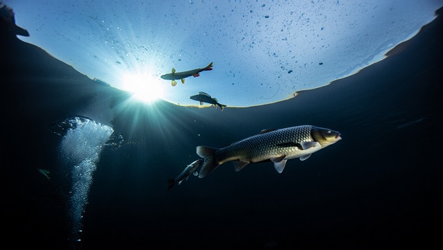 «Открывая окна» для рыбы: на водоемах Татарстана стартовала спасательная операция