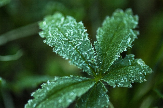 Заморозков не избежать: татарстанцев предупредили о возврате холодов в апреле и мае