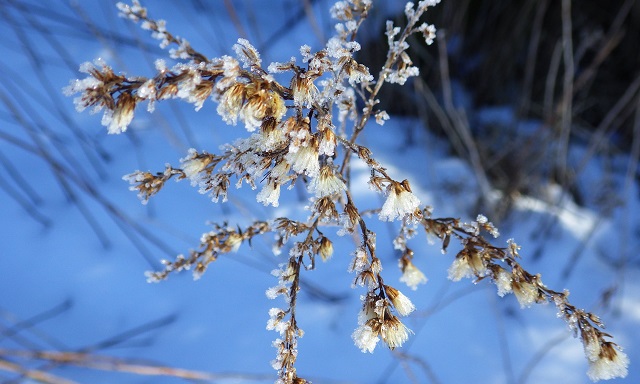 Гидрометцентр предупредил об аномальных 40-градусных морозах в девяти регионах