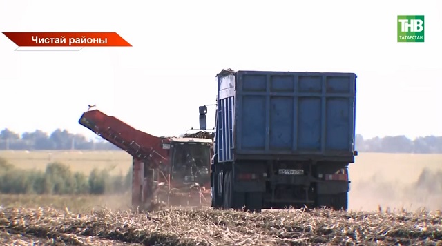 Башта сайлауга, аннары кырга: Чистайда бәрәңге уңышы нинди хәлдә?
