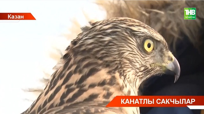 Яңа хезмәткәрләр: Казан читендәге чүплектә каргаларны хәзер ерткыч кош куа