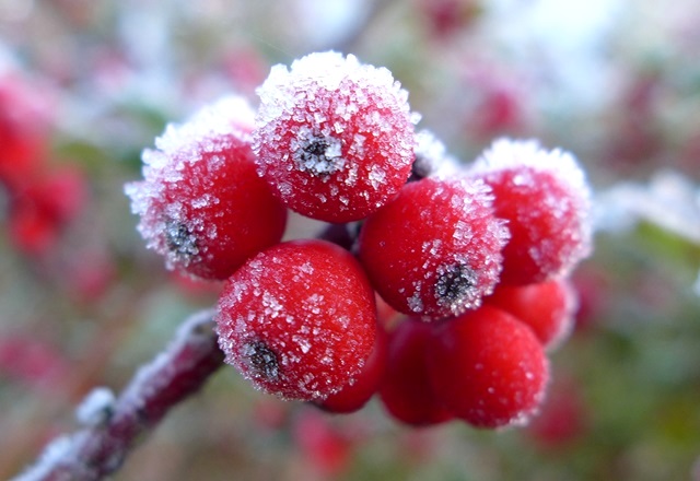 Заморозки до -2 градусов накроют несколько регионов России – Вильфанд