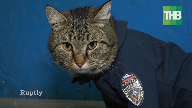 Кот-антистресс снабжает сотрудников пожарной части прогнозами на будущее — видео