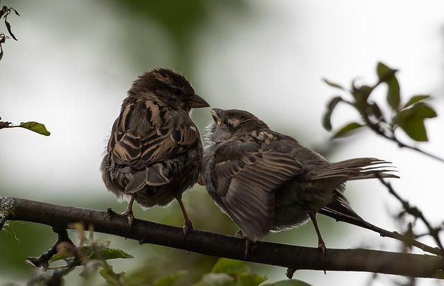 В Казани резко сократилась популяция воробьев