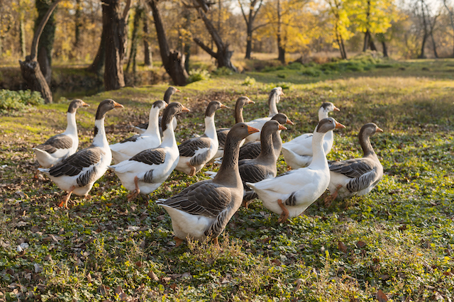 Сезон охоты на уток и гусей стартовал в одном из районов Татарстана