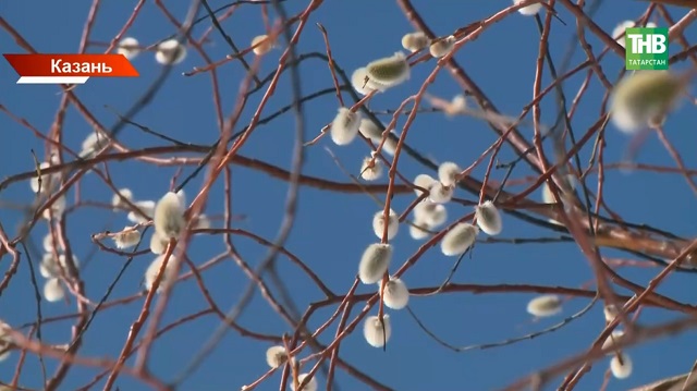 Береза запылит раньше срока: в Татарстане стартовал сезон аллергии
