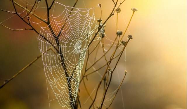 Эксперт КФУ: обнаруженные в Татарстане пауки-осы не опасны