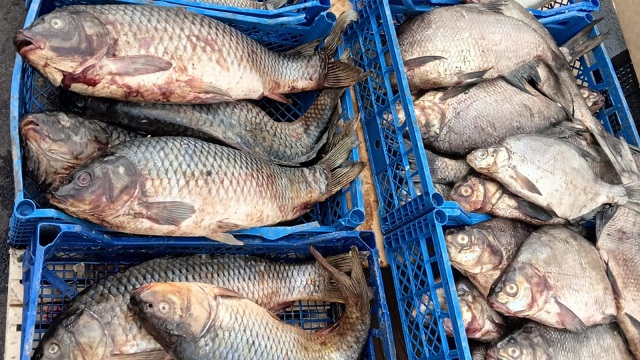 В двух районах Казани пресекли незаконную продажу речной рыбы