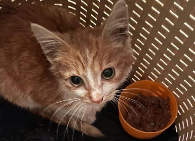 Пушистый сюрприз: живой котенок вылез из унитаза в квартире дома — видео