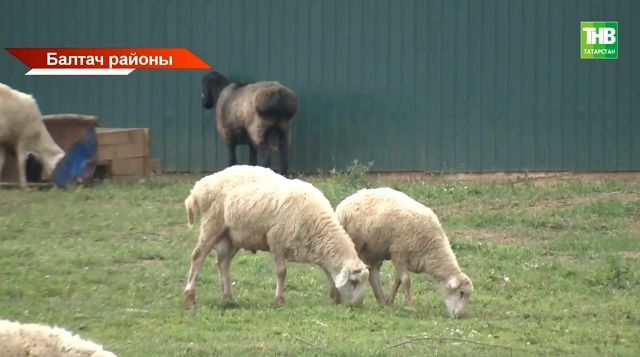 Соңгы ике атнада Татарстанда 3 урында бруцеллез чире ачыклана