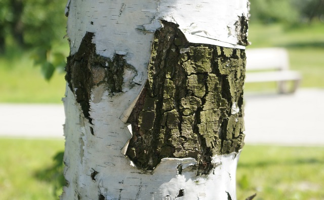 Природный детокс и иммуностимулятор: татарстанцам ответили, как собирать березовый сок