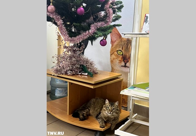 Всего девять ветклиник из 52 в Татарстане зарегистрировались в системе «Честный знак»