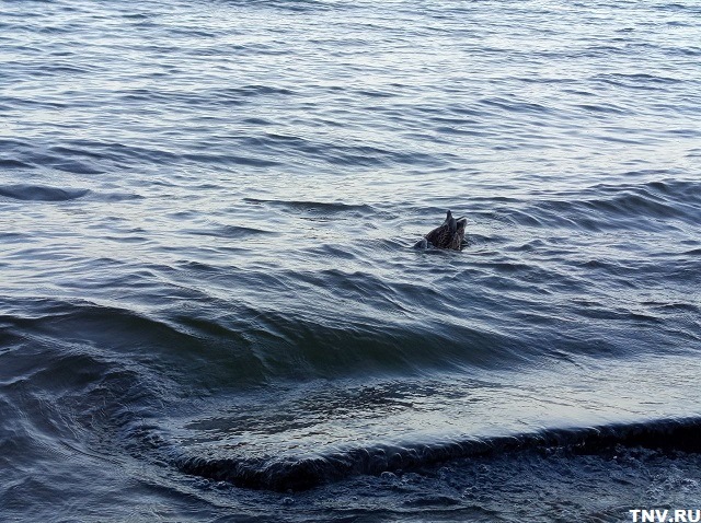 Новые очистные сооружения планируют построить на Каме по нацпроекту