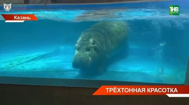 Трехтонная красотка из Казанского зоопарка Захарья номинирована на премию: как проголосовать