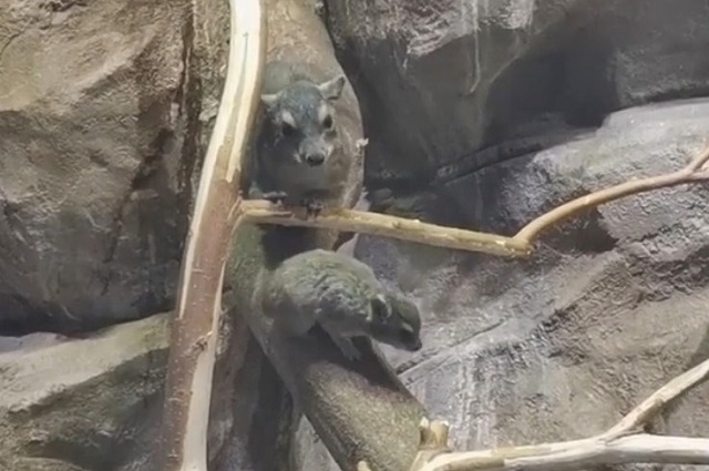 Четыре детеныша дамана Брюса родились в зоопарке «Река Замбези» в Казани – видео