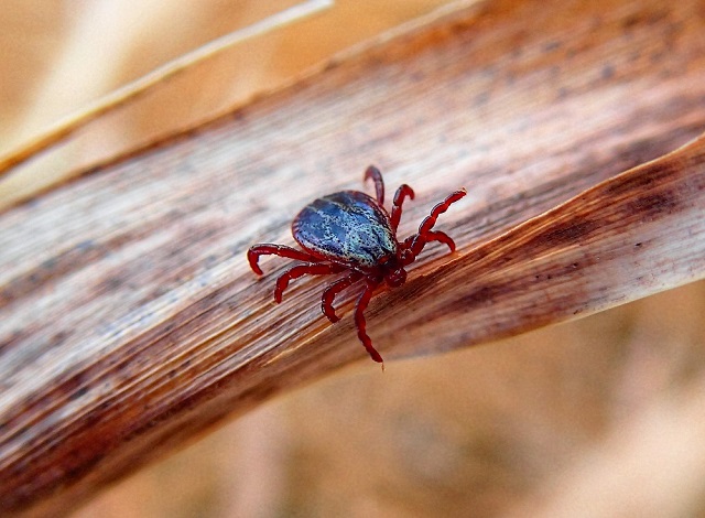 Роспотребнадзор: у 12% исследованных в Татарстане клещей обнаружен боррелиоз