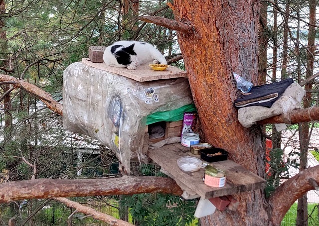 В Набережных Челнах набирают популярность кошачьи «скворечники»