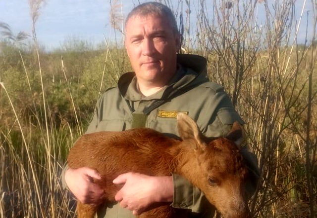 Тонущего в болоте на глазах у матери лосенка спасли в Татарстане