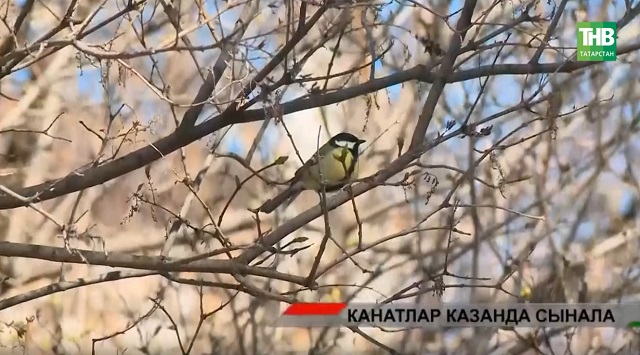 Нигә карлыгач-тукраннар шәһәрдән кача? | Адымнар