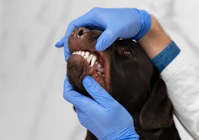 Жителям Татарстана рассказали, как избежать заражения бешенством