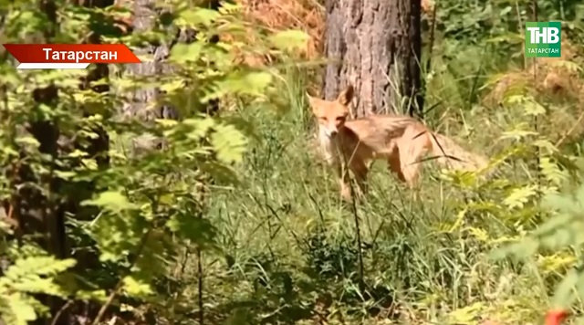 Лисы близко: к осени в Татарстане заболеваний бешенством может стать больше