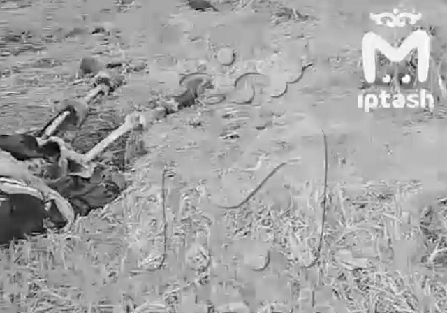 Жуткая находка: в Елабужском районе Татарстана нашли обглоданный скелет человека