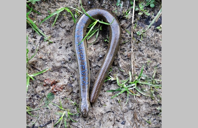 Похожая на змею ящерица живет в Татарстане