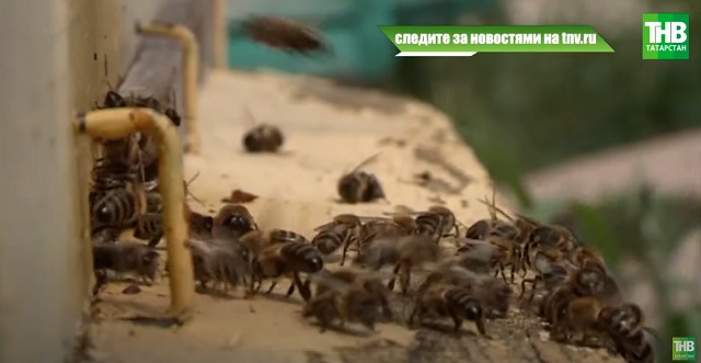 Балны ничек сайларга? Сыйфатсыз балның билгеләре