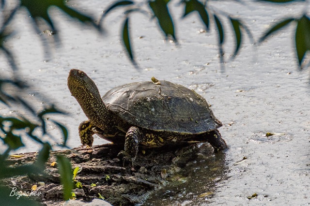 Фотограф запечатлел исчезнувший в Татарстане вид черепах