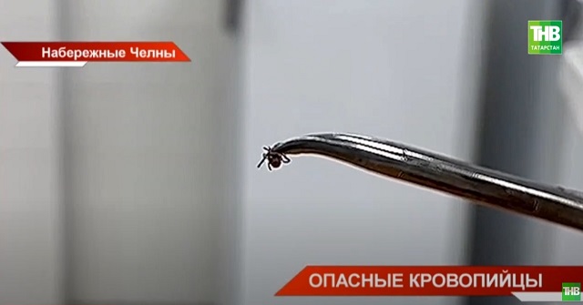 Опасные кровопийцы: жителям Татарстана разъяснили, как не стать жертвой клещей