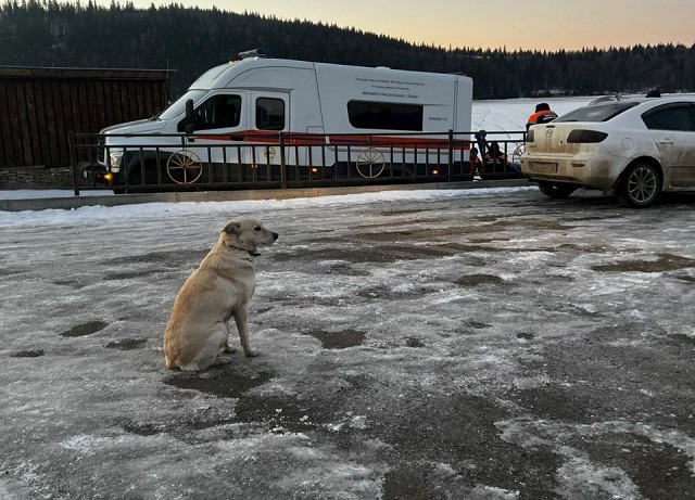Башкирский Хатико: пес четыре дня ждет хозяина, провалившегося на его глазах под лед