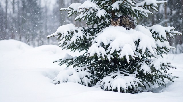 Кар яву һәм -1 градуска кадәр җылыту: 13 гыйнварга һава торышы