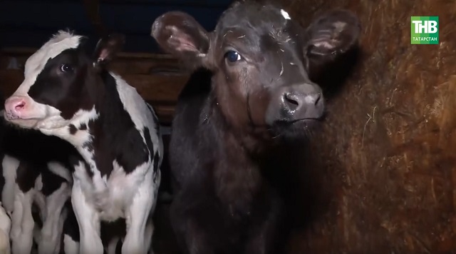 Татарстанга тояклы терлекне кертүне тыйдылар!