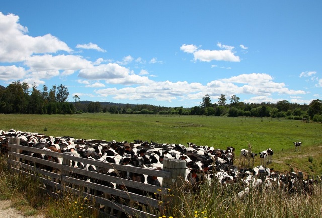 В Татарстане ликвидируют все скотомогильники