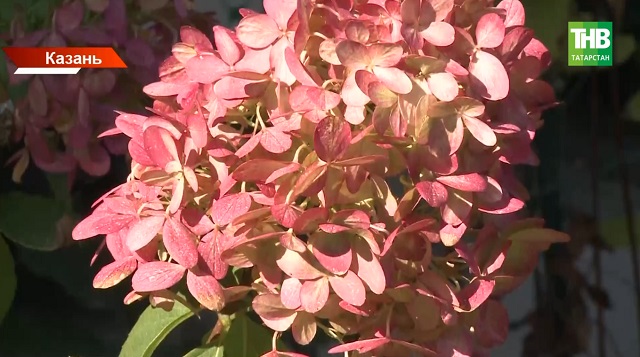 В Татарстане повторно зацвели плодовые деревья: какой будет осень и придет ли раньше зима?