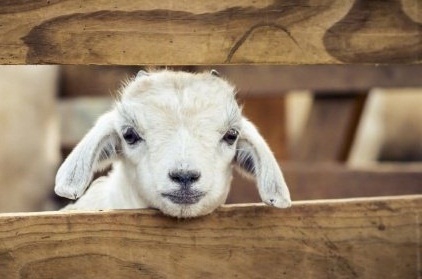 Нәзарәт сайтында “Корбан бәйрәме – 2022” сәхифәсе эшли башлады