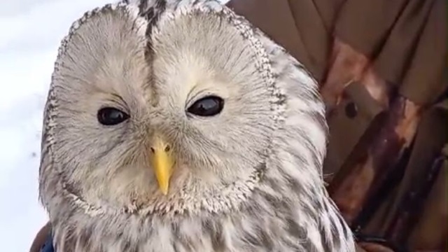 В Татарстане спасли краснокнижную неясыть с обледеневшими крыльями