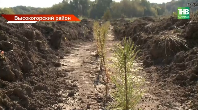 Восстановление леса в Татарстане идет с опережением
