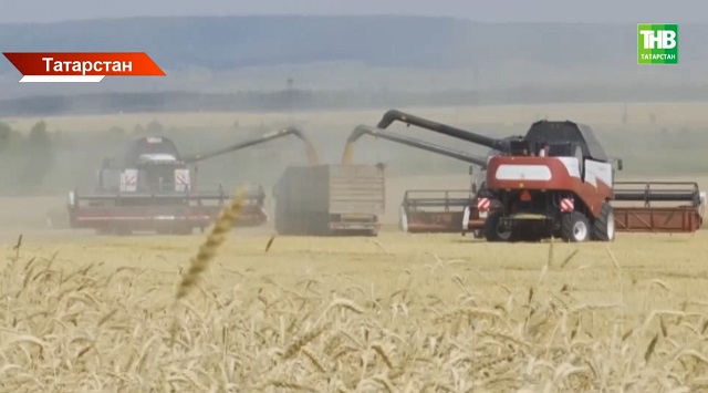 Республикада беренче уңыш җыелды: ашлыкның сыйфатын ничек бәялиләр?