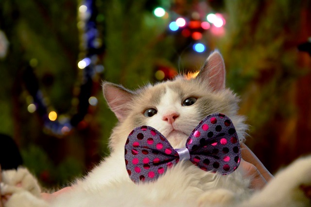 В Татарстане «индекс содержания кота» вырос на 7,5%