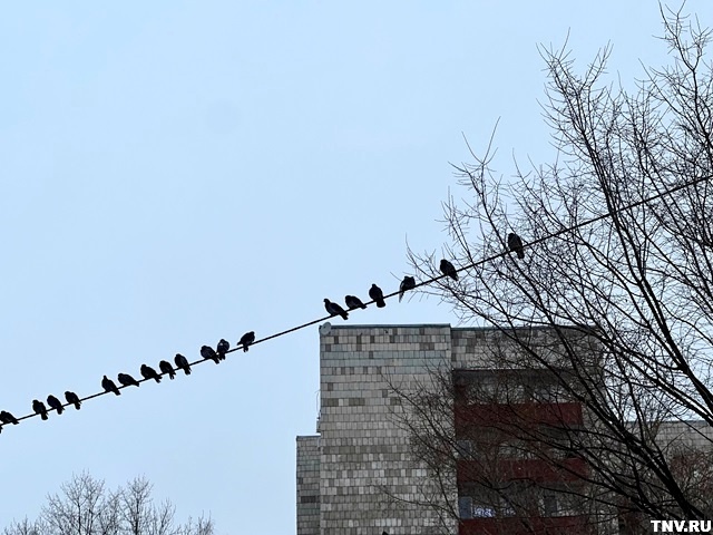 Туман и «плюс» накроют Татарстан в середине последней январской недели