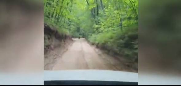 Татарстанда яшәүчеләр юлда аю белән очрашкан