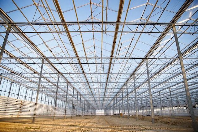 Первый промышленный розарий появится в Мамадышском районе Татарстана