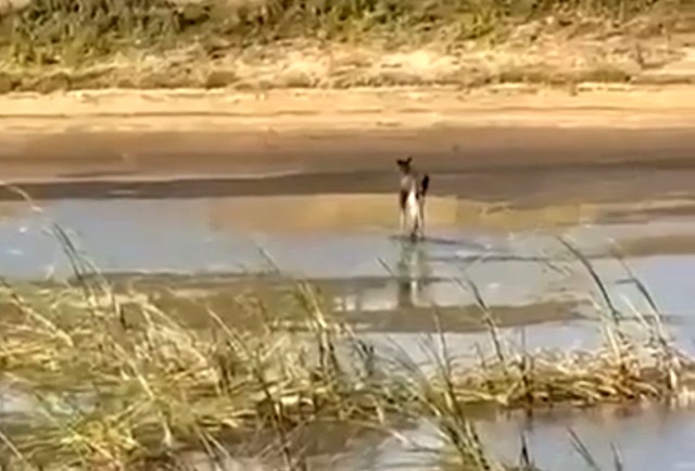 Провалившегося в водоем на глазах у матери лосенка спасли в Татарстане