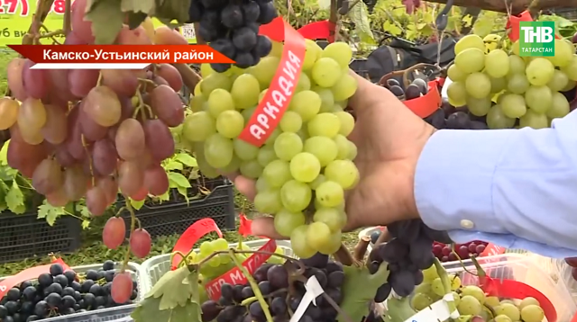 В Татарстане впервые провели «День виноградаря»
